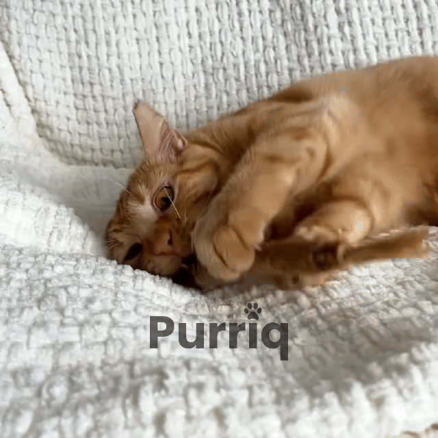 Natural Silvervine Cat Dental Sticks – Teeth Cleaning Chews | Starter, Monthly & Complete Kits