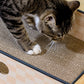Cat Scratcher Lounge Box with Refill Pad – Chessboard