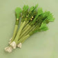 Silicone Catnip Dental Chew Toy for Cats