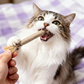 Natural Silvervine Cat Dental Sticks – Teeth Cleaning Chews | Starter, Monthly & Complete Kits