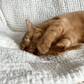 Cat chewing a natural silvervine dental stick