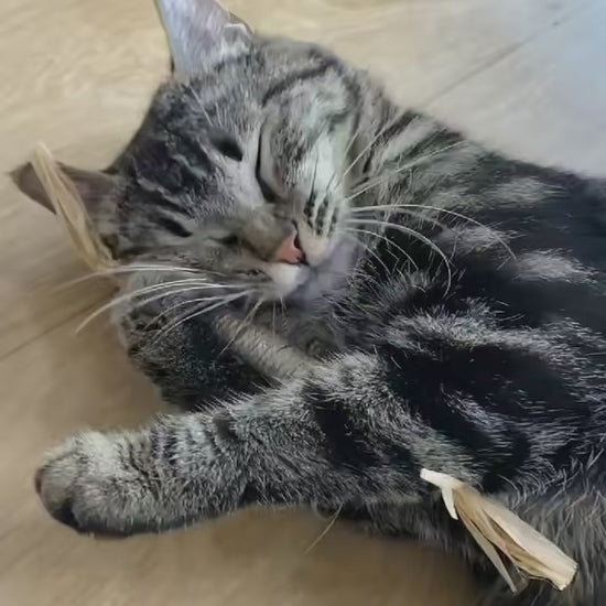 Cat chewing a natural silvervine dental stick - real customer video