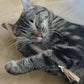 Cat chewing a natural silvervine dental stick - real customer video
