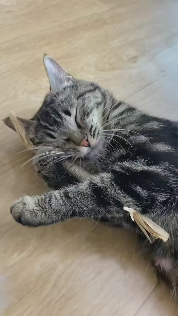 Cat chewing a natural silvervine dental stick - real customer video